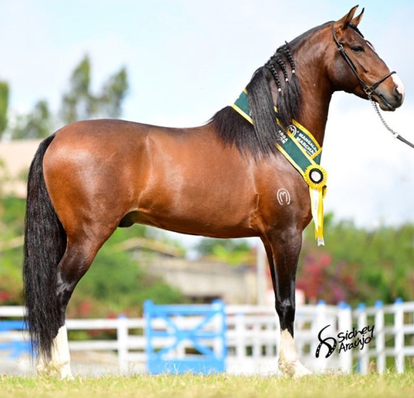 MAFIOSO MARRECAS DO CAVALEIRO